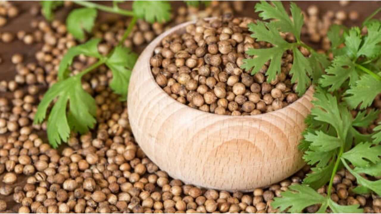 Vastu Tips : स्वयंपाकघराच्या खिडकीत धणे ठेवा; वास्तुदोष होईल दूर..