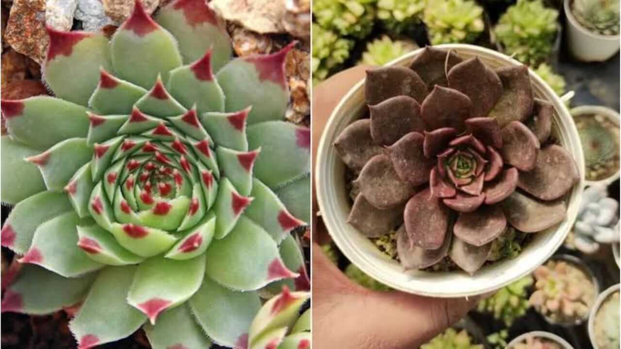 Vastu Shastra : लक्ष्मी आणि विष्णू कमळ घरात का लावावे? जाणून घ्या…