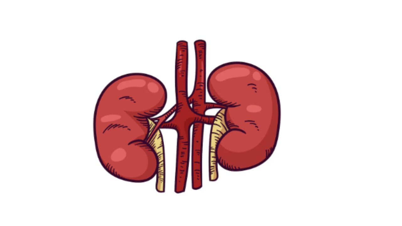 किडनी स्टोनची समस्या दूर करतात ‘या’ ३ सवयी, लगेच दिनचर्येत करा समाविष्ट