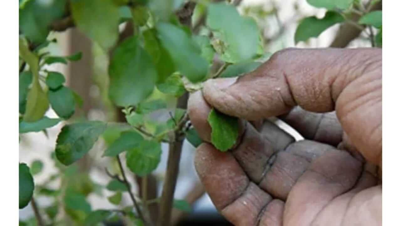 Tulsi Plant : चुकूनंही ‘या’ दिवशी तुळशीची पानं तोडू नये; जाणून घ्या..