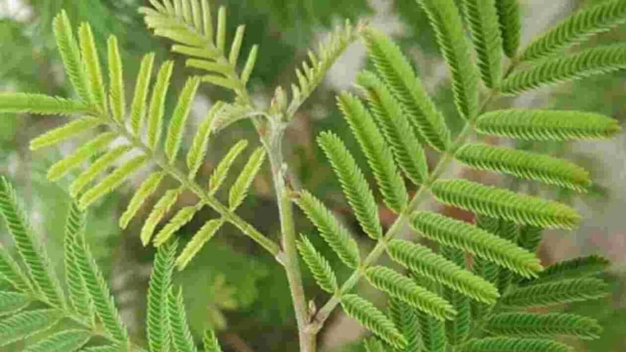 Shami Plant : घरात शमीचे रोप लावायचे आहे? मग ‘या’ गोष्टींची काळजी घ्या…