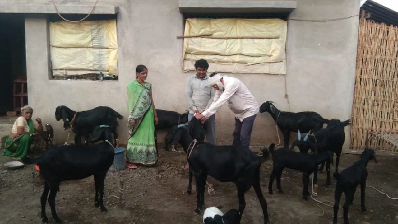 कर्ज म्हणून शेळी मिळते महाराष्ट्राच्या एका बँकेत, बदल्यात एक करडू करावं लागतं परत, महिलांसाठी रोजगार