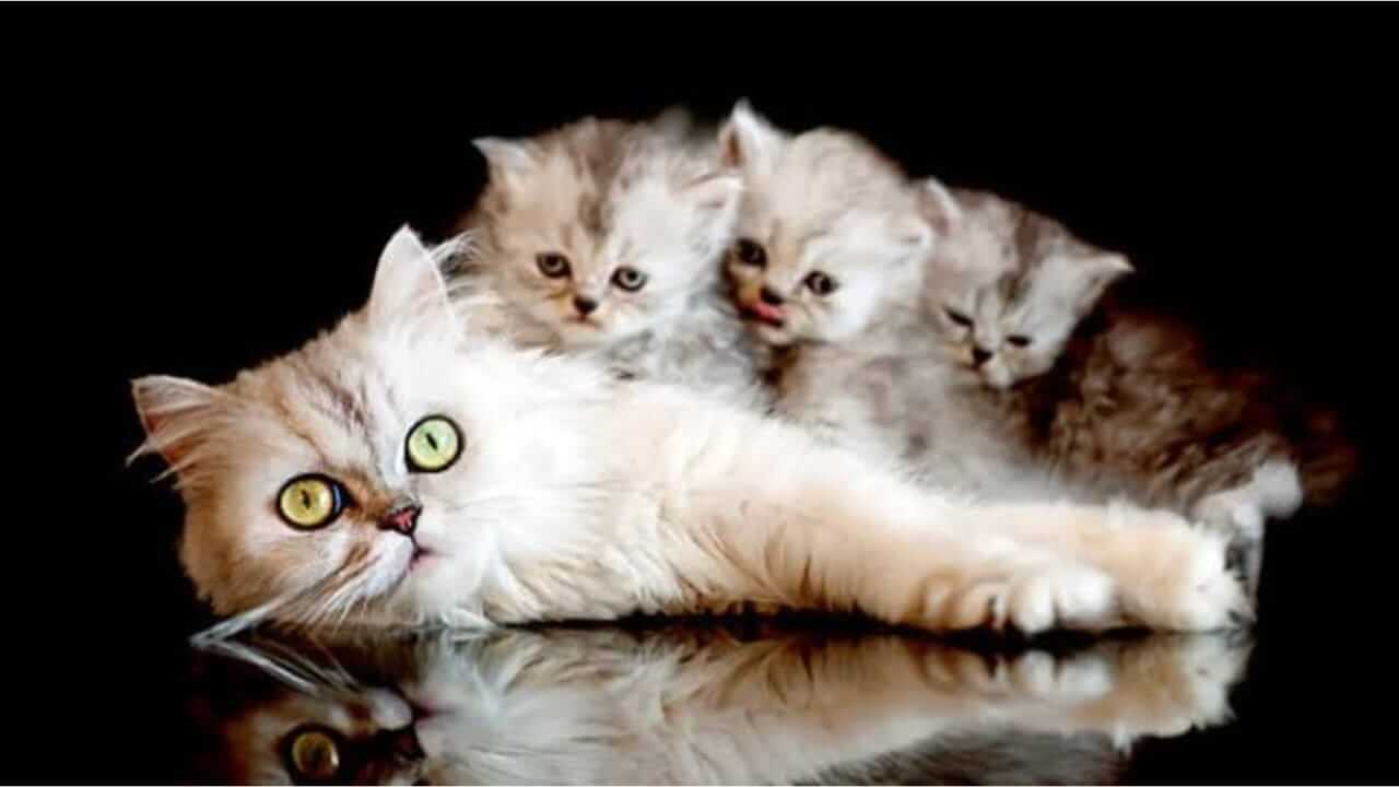 Vastu Shastra : मांजर देते शुभ अशुभ घटनांचे संकेत, जाणून घ्या…