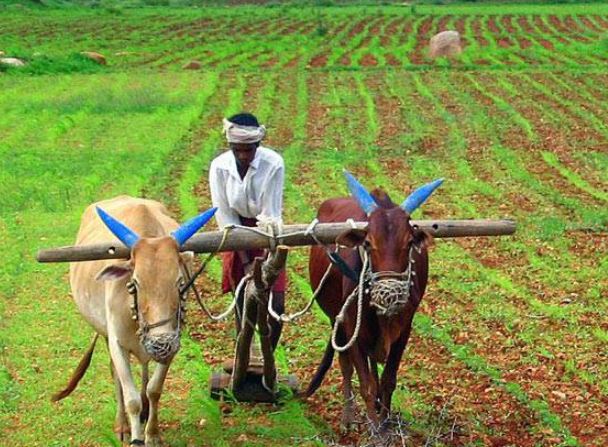 फसल बीमा के मुआवजे को लेकर परेशान किसान, एक दूसरे को दोष दे रहे बैंक और सरकार