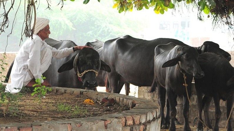 किसानों के लिए अच्छी खबर, रोज ट्रांसफर हो रहे 3.50 करोड़, ऐसे उठा सकते है लाभ