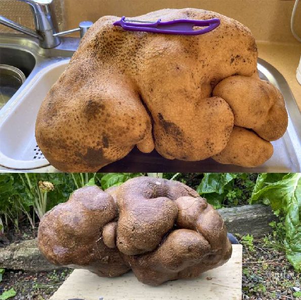 Biggest Potato : कभी देखा है दुनिया का सबसे बड़ा आलू!