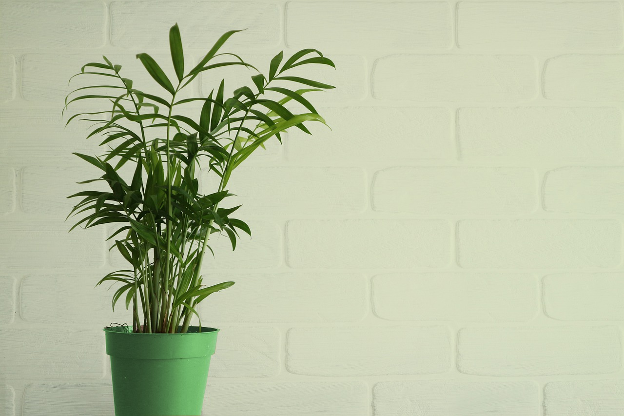 घर में Palm Tree लगाने से होते हैं अद्भुत फायदे, सेहत के लिए होता है वरदान