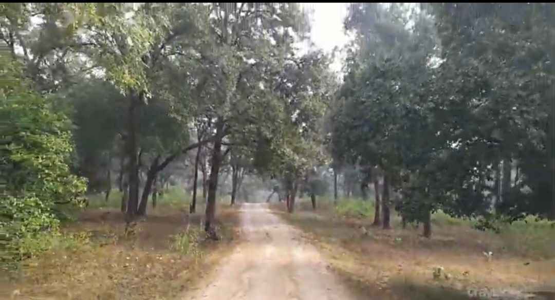 बंदर का शिकार तेंदुए को पड़ा भारी, हुई दोनों की मौत