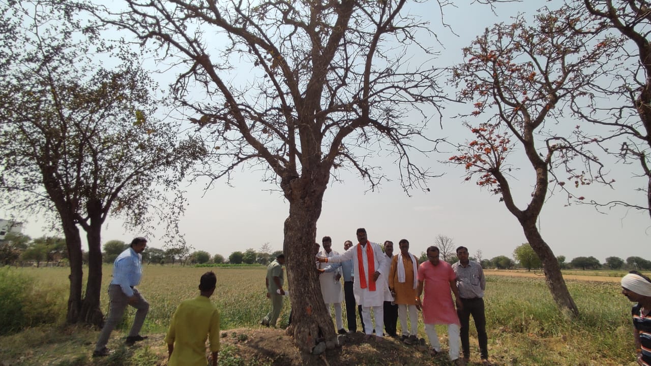 सफेद पलाश के पेड़ को लेकर कृषि मंत्री कमल पटेल ने दिए संरक्षण के निर्देश