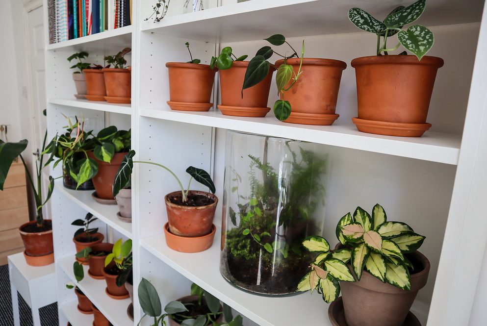 Plant Vastu Tips: मनीप्लांट के अलावा ये पौधे होते हैं शुभ, घर में लगाने से आते हैं पैसे