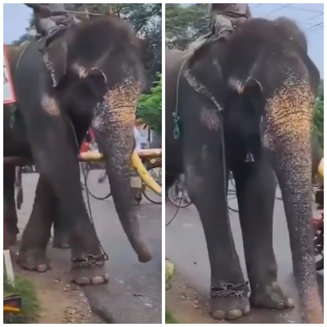 हाथी पर भी चढ़ा इंसानों का रंग, बंद रेलवे फाटक को इस तरह किया पार