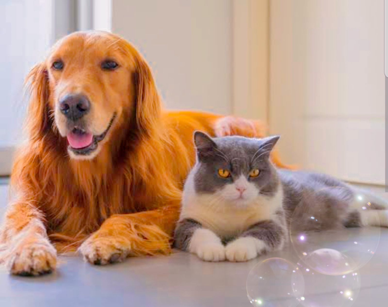 Tom and Jerry live : इस बार कुत्ते-बिल्ली का किरदार, देखिए नोकझोंक मजेदार