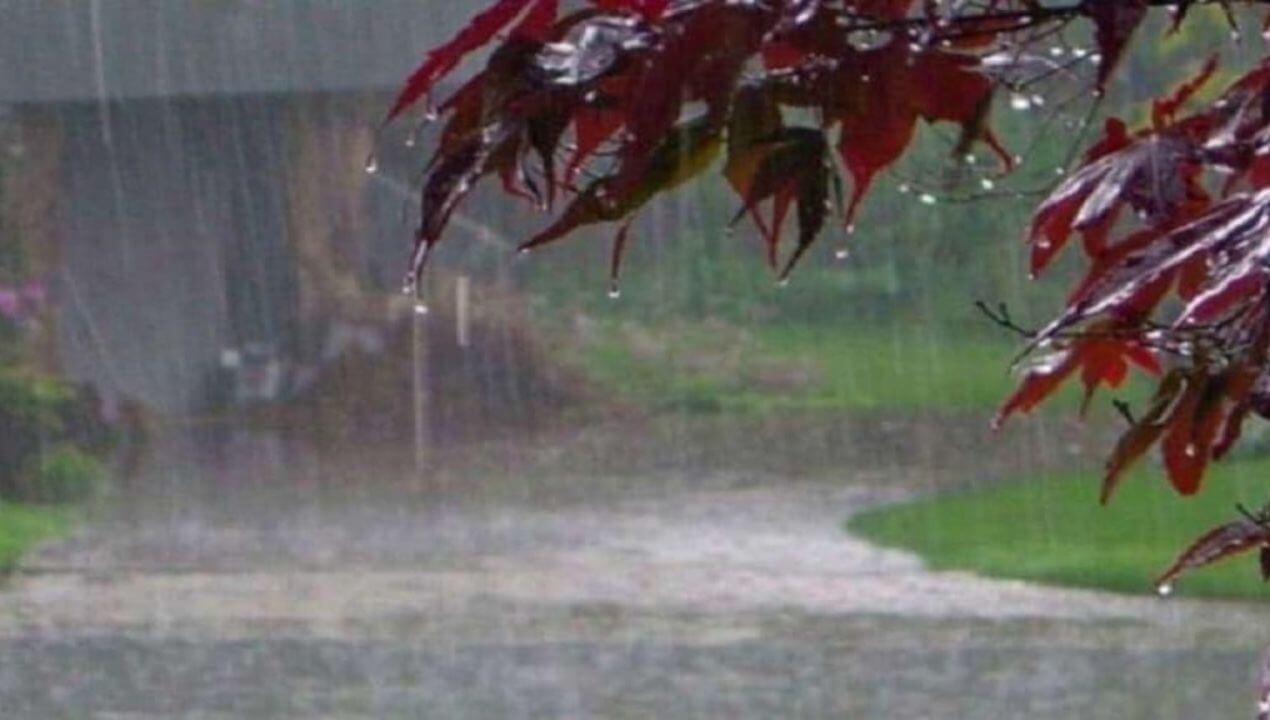 नीमच के जीरन में प्रकृति का तांडव, भारी ओलावृष्टि और आंधी से अफीम, कलौंजी की फसलें हुई तबाह