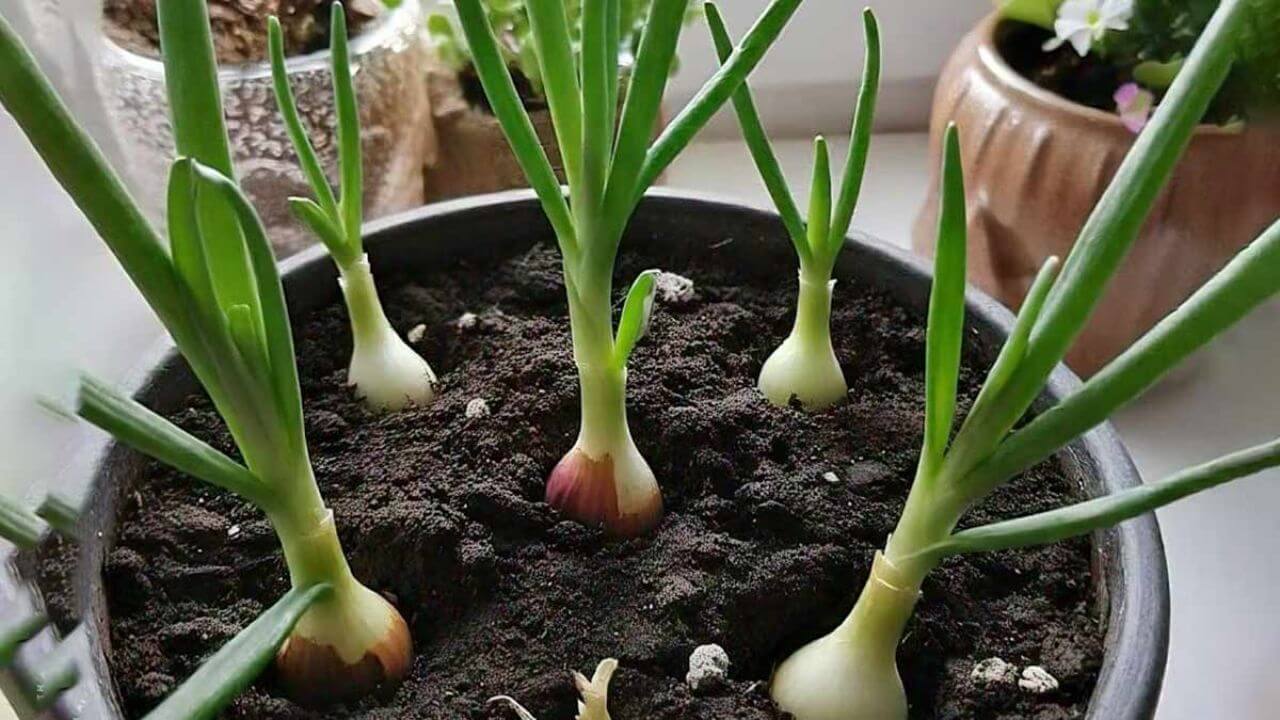 टोकरी में सागा प्याज उगाने का स्मार्ट तरीका, आप भी इस सही तरीके से करें शुरुआत