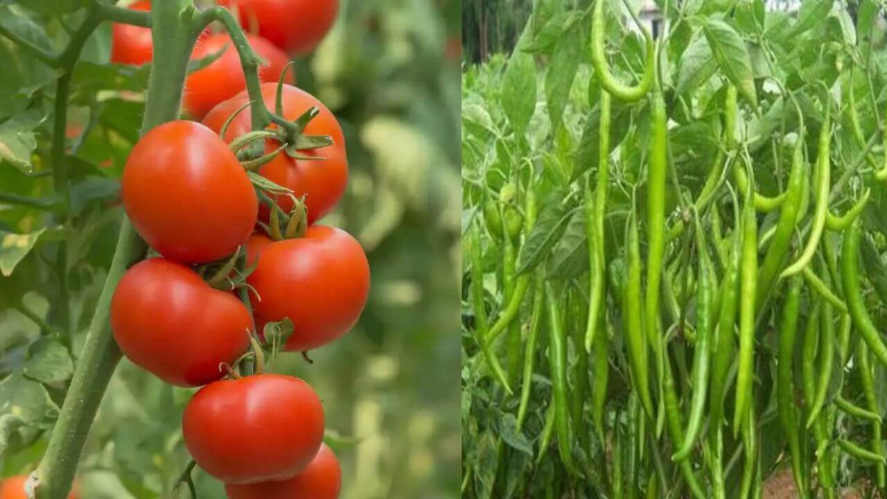 घर पर आजमाएं ये फ्री ट्रिक, टमाटर-मिर्च के पौधों की पैदावार होगी दोगुनी