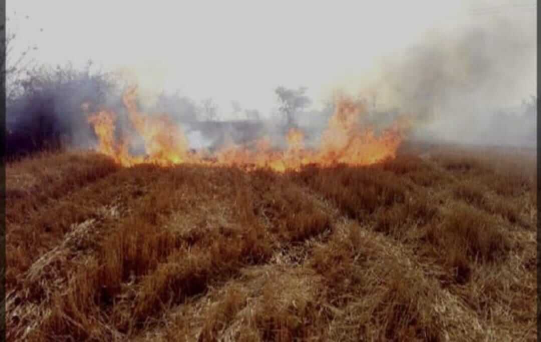 मध्यप्रदेश में खेतों में नरवाई जलाने पर होगी कार्रवाई, सैटेलाईट से की जा रही है मॉनिटरिंग