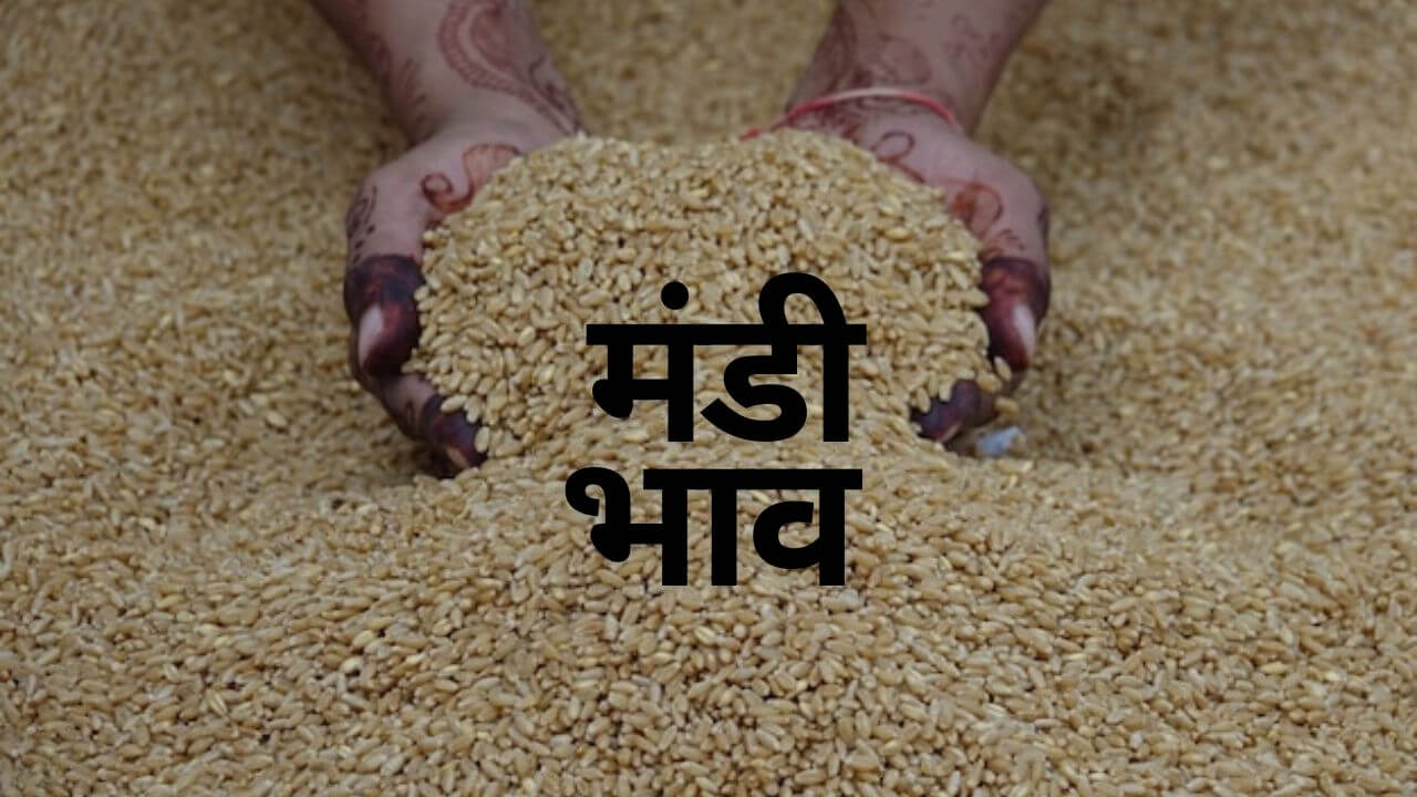 29 सितंबर 2025: गेहूं के भाव में बदलाव, जानें आज का ताजा रेट और बाजार की पूरी स्थिति