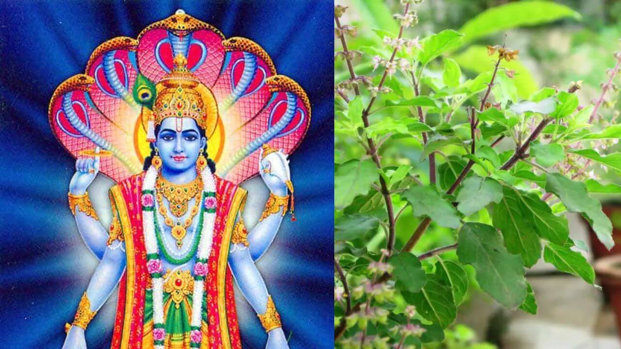 गुरुवार को तुलसी के इन आसान उपायों से बन सकती है किस्मत, बरसेगा धन और बरक़त