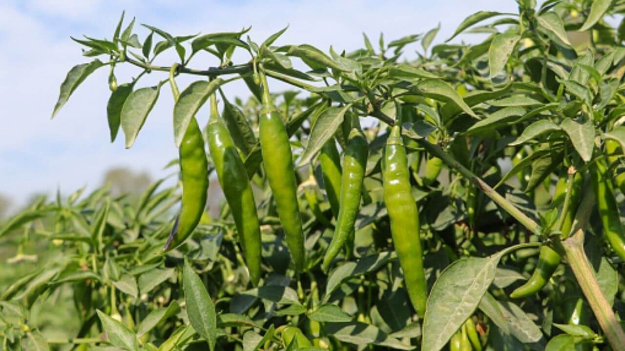 हरी मिर्च नहीं लग रही? बस ये देसी खाद जड़ों में डालें, गमले से लटकेंगी हरी-भरी मिर्चें