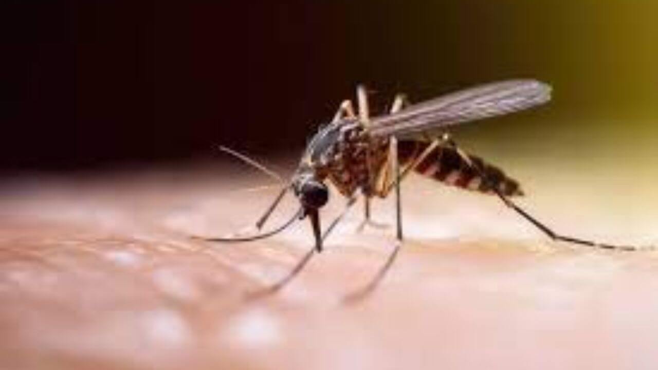 मुंबई में मच्छरजनित बीमारियों में बड़ी उछाल, चिकनगुनिया मामलों में काफी बढ़ोतरी