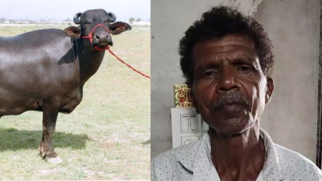 सुवासरा पशु हाट में किसान से 72 हजार की ठगी, भैंस खरीदकर पैसे दिए बिना व्यापारी बनकर आया ठग फरार