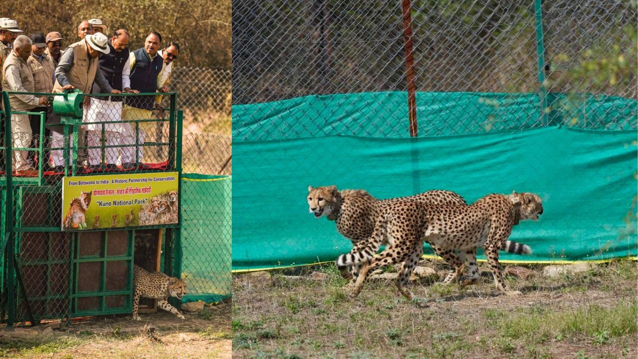 बोत्सवाना से कूनो नेशनल पार्क पहुंचे 9 चीते, केन्द्रीय वन मंत्री भूपेंद्र यादव ने तीन चीतों को बाड़े में किया रिलीज