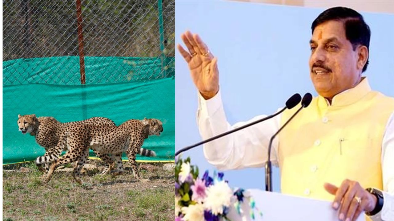 सीएम डॉ मोहन यादव बोले चीतों ने मध्य प्रदेश की साख बढ़ाई, वाइल्ड लाइफ के क्षेत्र में भारत का दुनिया में नाम हुआ