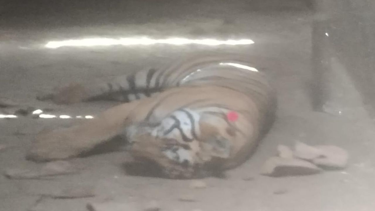 उमरिया: बांधवगढ़ में महिला को मौत के घाट उतारने वाले बाघ की मौत, रेस्क्यू के बाद पिंजरे में मिला मृत, जांच में जुटा पार्क प्रबंधन