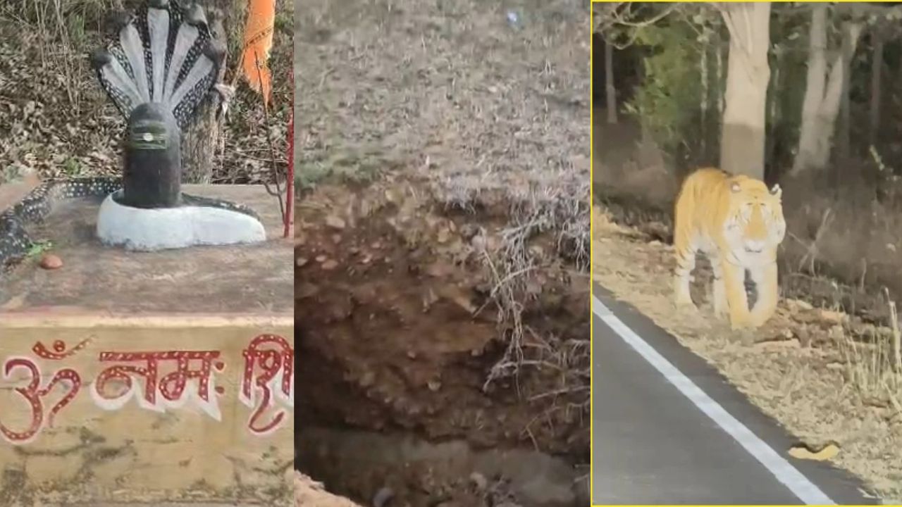 शाहडार जंगल में बाघ के दीदार का जुनून: गाड़ियों का जाम, जंगल में आग और बदहाल सड़कें बनीं खतरे की घंटी