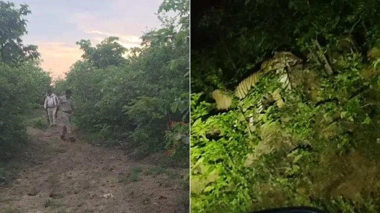 दमोह: रजपुरा गांव के पास दिखा टाइगर, वन विभाग कर रहा निगरानी, ग्रामीणों से सतर्क रहने की अपील