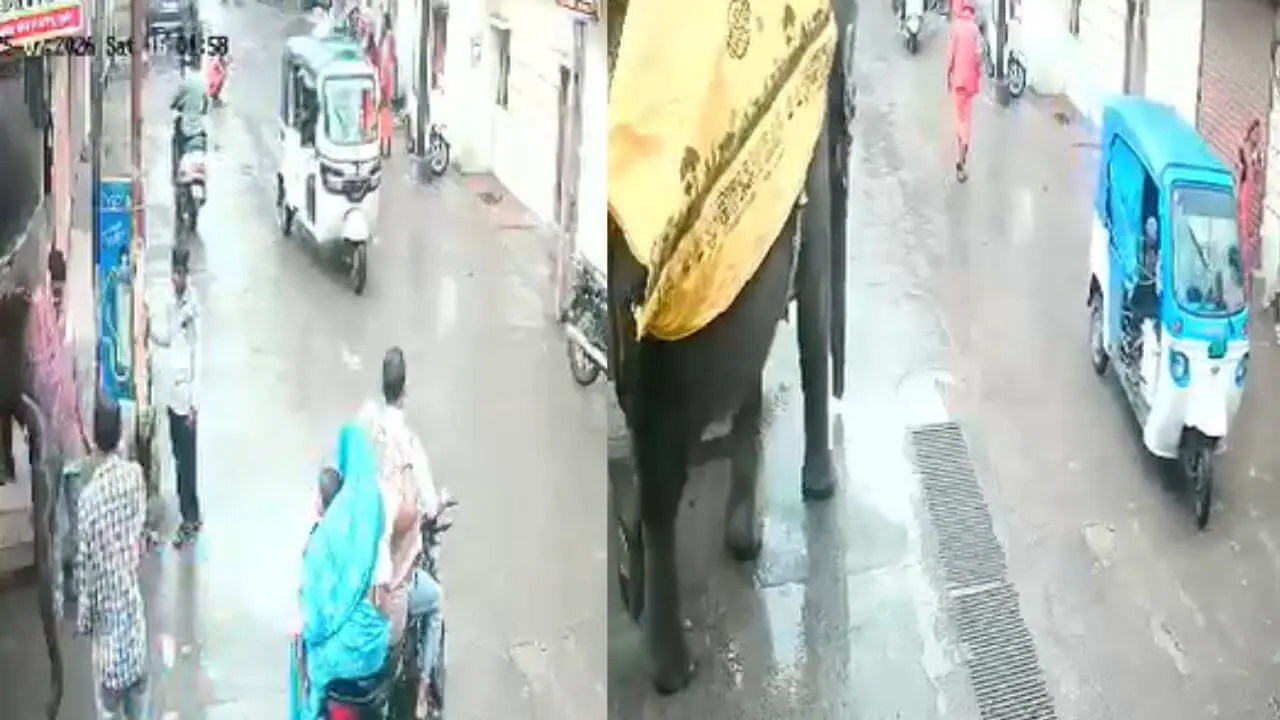 सूंड से उठाया, जमीन पर पटका और कुचल दिया, इंदौर में बेकाबू हाथी का हमला, ऑटो चालक की मौत, देखें VIDEO