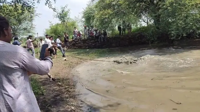 सिंगोली के दो गांवों से पकड़े गए दो विशालकाय मगरमच्छ, वन विभाग की कार्रवाई से ग्रामीणों को मिली बड़ी राहत