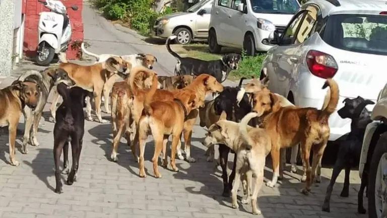 उज्जैन में नहीं रुक रहे डॉग बाइट के मामले, हर महीने 2 हजार लोग बन रहे शिकार, महाकाल आने वाले श्रद्धालु भी सुरक्षित नहीं