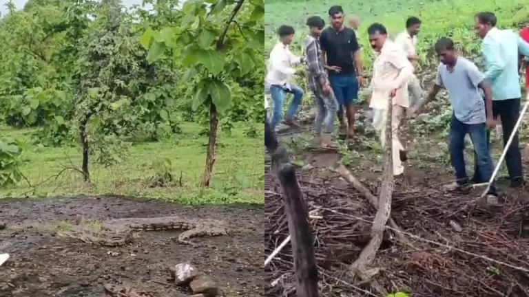 खंडवा के सलाई में 12 फीट लंबे अजगर का रेस्क्यू, पिछले 10 दिनों से दहशत में थे ग्रामीण