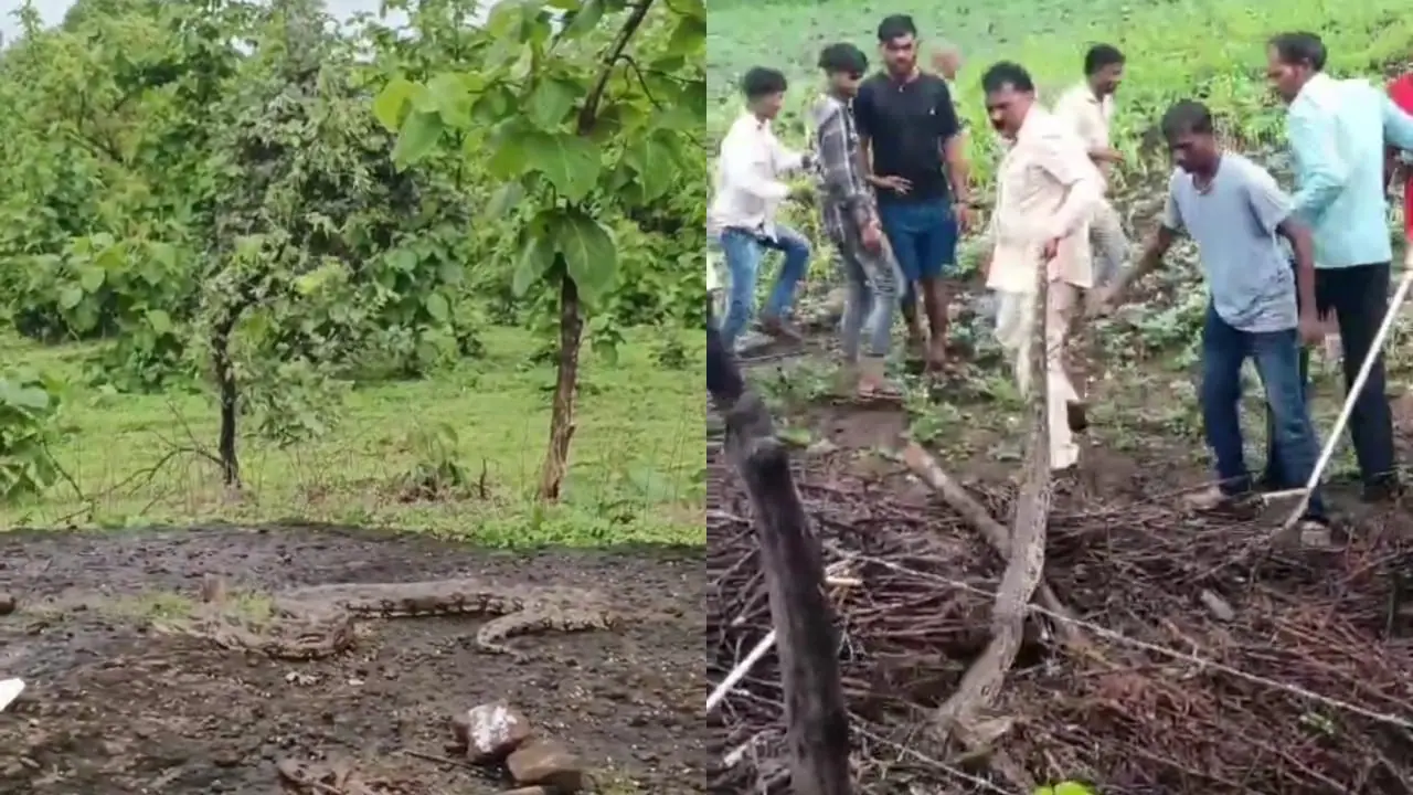 खंडवा के सलाई में 12 फीट लंबे अजगर का रेस्क्यू, पिछले 10 दिनों से दहशत में थे ग्रामीण