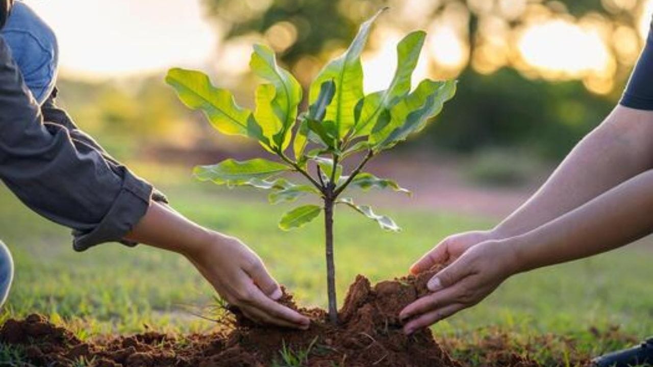 इंदौर में 9 अगस्त को पौधारोपण कार्यक्रम, एक ही दिन में रोपे जाएंगे 1 लाख पौधे