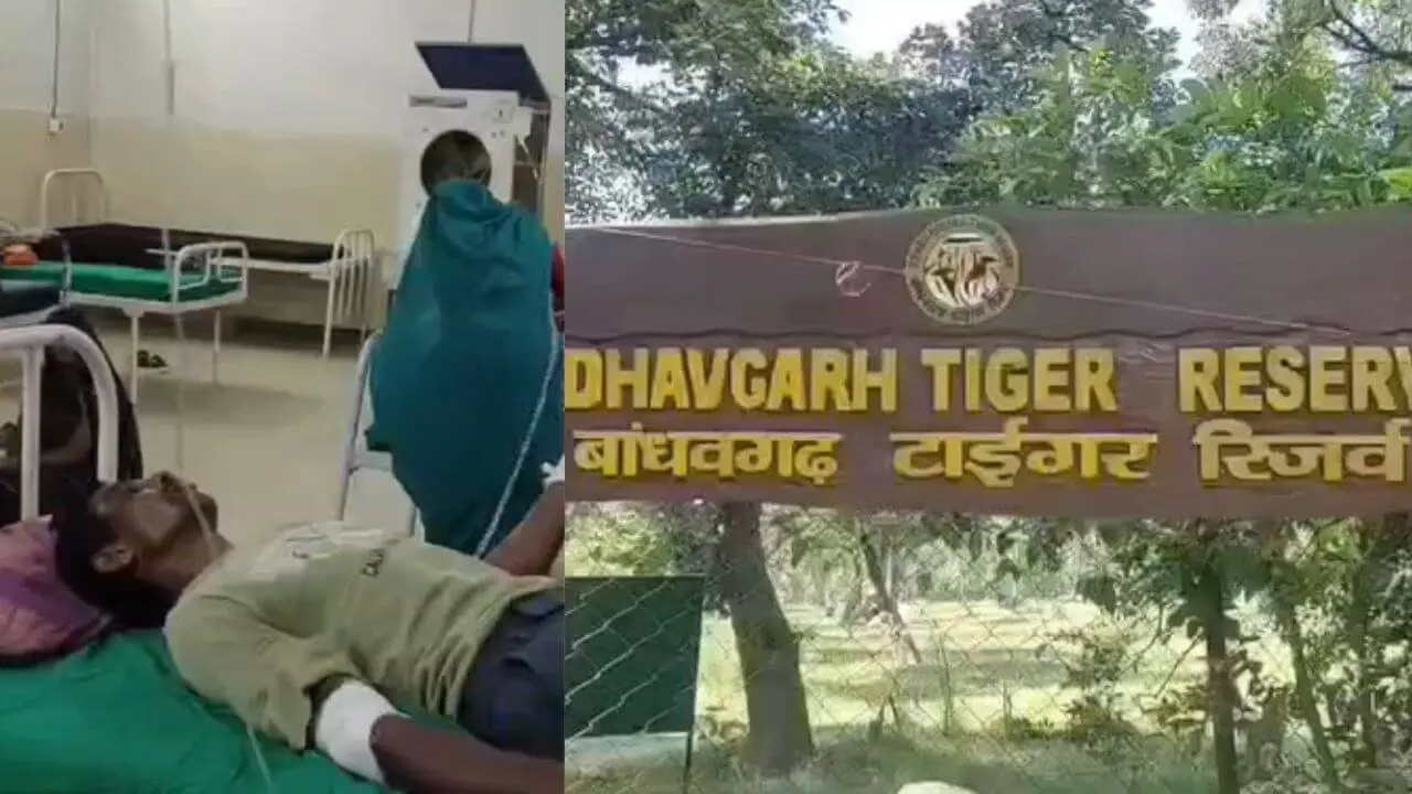 बांधवगढ़ के जंगल में मालिक पर आई आफत तो भैंसों ने दिखाई वफादारी, बाघिन से भिड़कर बचाई चरवाहे की जान