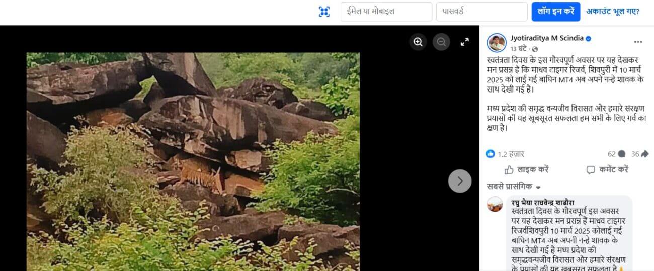 ज्योतिरादित्य सिंधिया ने शेयर की बाघिन और शावक की तस्वीर