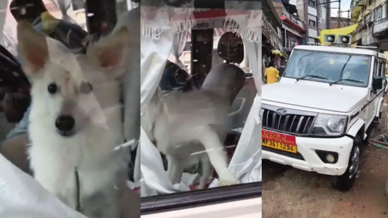 छतरपुर में सरकारी गाड़ी में अधिकारी की सीट पर बैठा दिखा कुत्ता, वीडियो हुआ वायरल, प्रशासन पर उठे सवाल