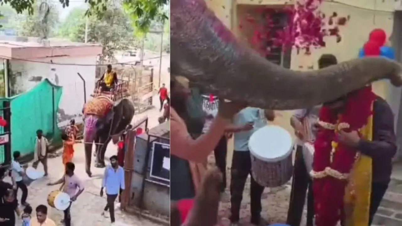 सरकारी दफ्तर में साहब का शाही जन्मदिन, हाथी पर बैठाकर निकाली सवारी, वीडियो वायरल होते ही….