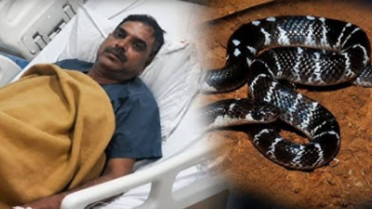 ग्वालियर में पुलिसकर्मी को ब्लैक कोबरा ने डसा, थाना प्रभारी ने AI की मदद से जानी प्रजाति एवं जहर का पैटर्न, सही उपचार से बची जान