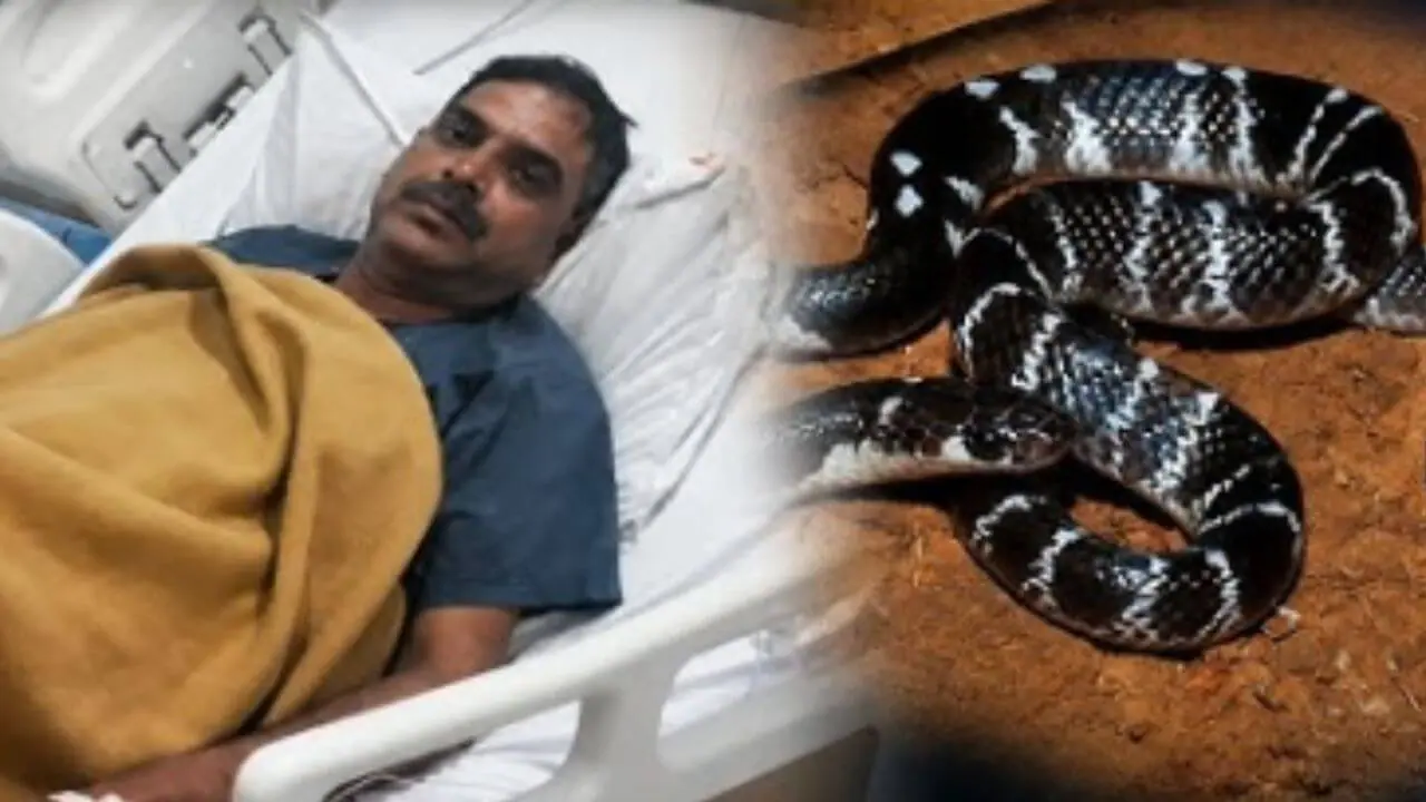 ग्वालियर में पुलिसकर्मी को ब्लैक कोबरा ने डसा, थाना प्रभारी ने AI की मदद से जानी प्रजाति एवं जहर का पैटर्न, सही उपचार से बची जान