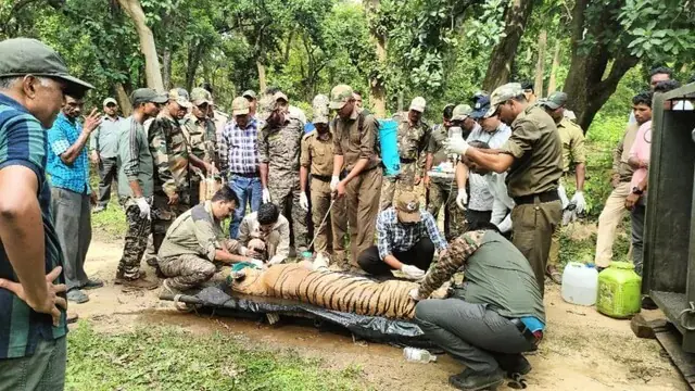 महिला पर जानलेवा हमले के बाद बाघिन T-27 पकड़ी गई, कान्हा से वन विहार भोपाल किया गया शिफ्ट