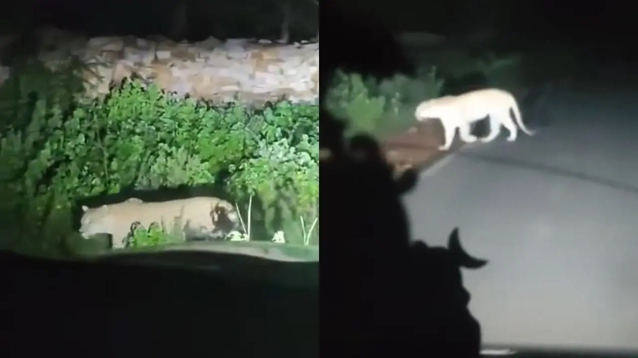 शिवपुरी में सड़क किनारे तेंदुए की चहलकदमी, राहगीरों ने कैमरा में कैद किया नजारा