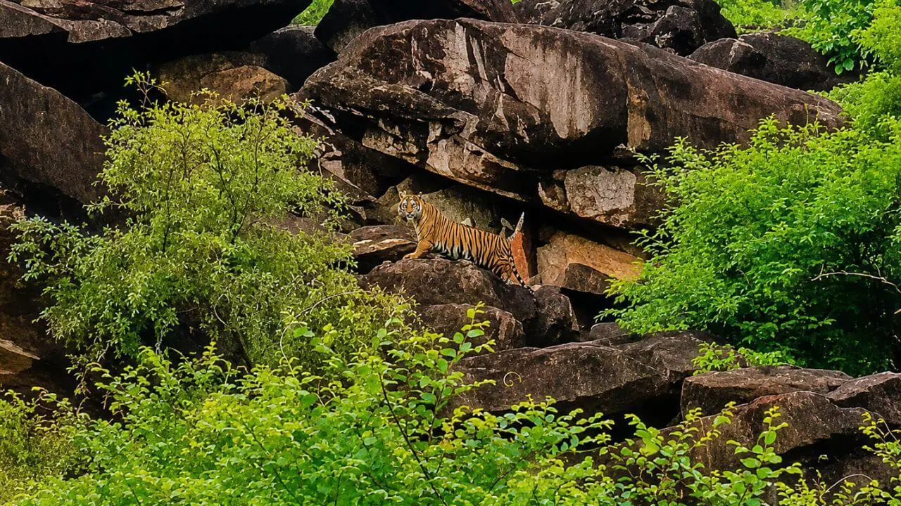 माधव टाइगर रिजर्व में बाघिन MT-4 संग नजर आया नन्हा शावक, कैमरे में कैद हुई खास तस्वीर