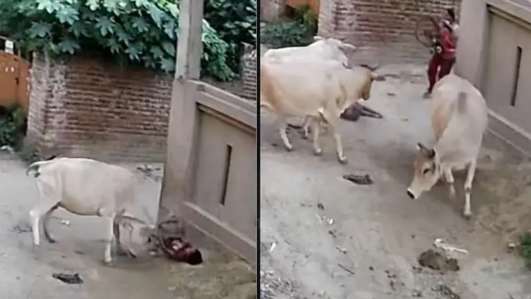 लखनऊ में आवारा पशुओं का आतंक, 5 साल की बच्ची को गाय ने उछाला, घटना कैमरे में कैद