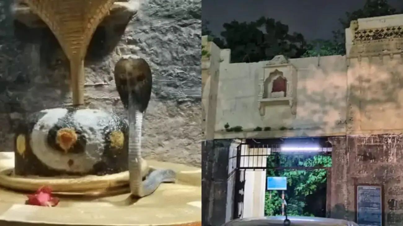 उज्जैन के कुसुमेश्वर महादेव मंदिर में शिवलिंग के पास दिखा कोबरा, सुरक्षित रेस्क्यू