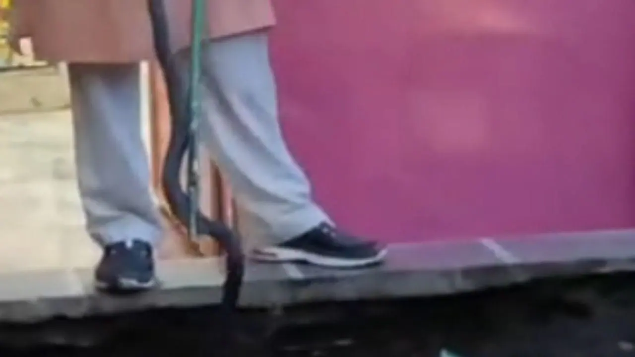 जबलपुर में सोफे के नीचे बैठा मिला 4 फीट लंबा कोबरा, फुफकार सुनकर मची अफरा-तफरी