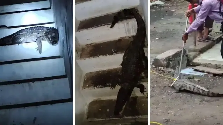 सीढ़ियों पर बैठा था 6 फीट का मगरमच्छ… दरवाजा खुलते ही महिला की निकल गई चीख