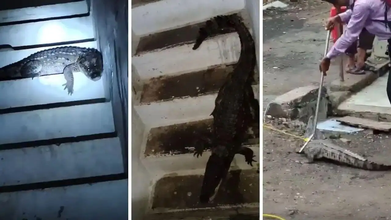 सीढ़ियों पर बैठा था 6 फीट का मगरमच्छ… दरवाजा खुलते ही महिला की निकल गई चीख
